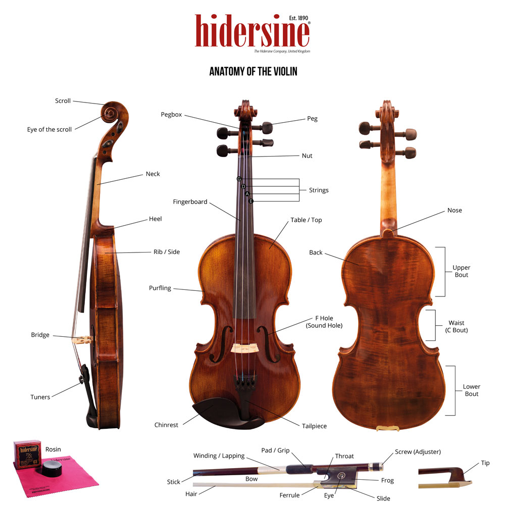 HIDERSINE Anatomy Of The Violin 1000